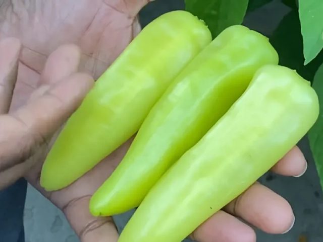 A man holding home grown jalapeno peppers