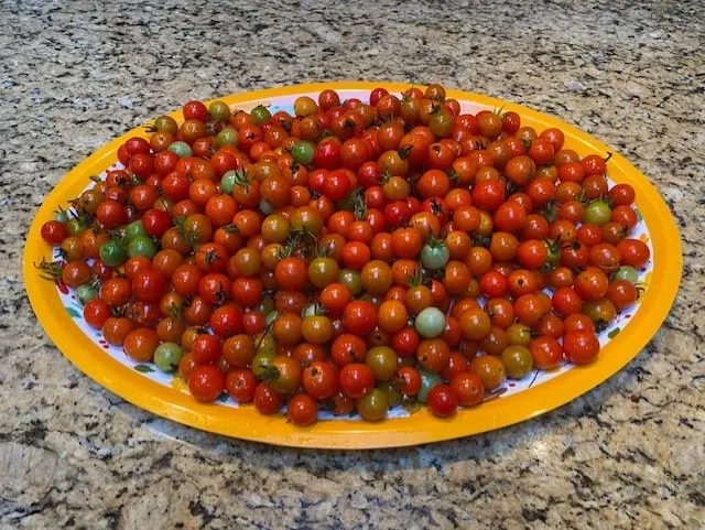 Home grown cherry tomatoes placed in a plate