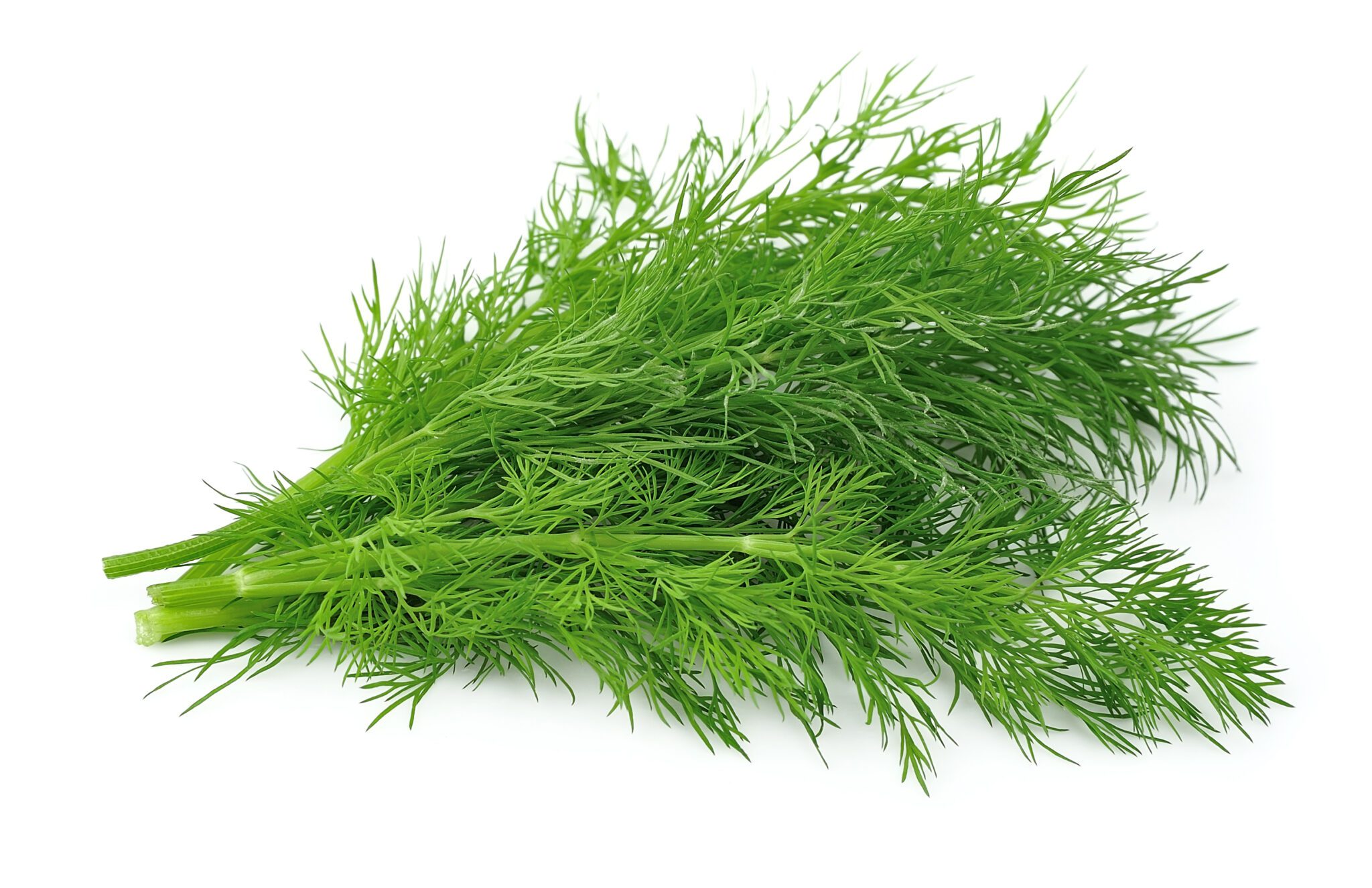 Fennel on a white background. Fresh dill herbs.