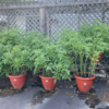 tomato Torpedopot 16-inch irrigation