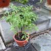 9-inch torpedopot irrigation