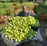 Tomatoes irrigation torpedopot