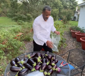 eggplants off-grid irrigation torpedopot