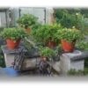 tomato 16-inch torpedopot irrigation
