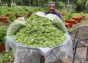 Peas torpedopot irrigation system