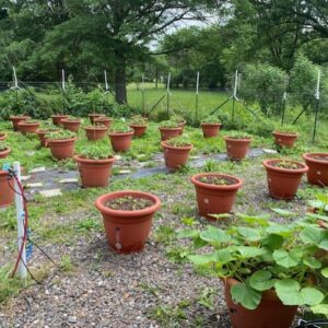 irrigation off-grid torpedopot