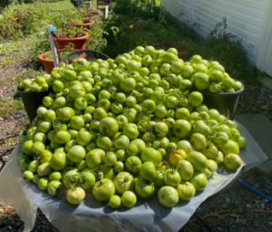 tomatoes irrigation torpedopot