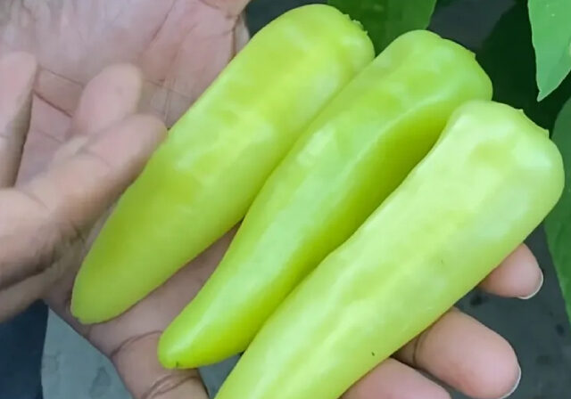 A man holding home grown jalapeno peppers