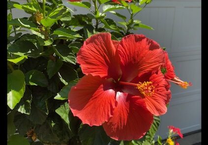 A close up shot of red Hibiscus flower