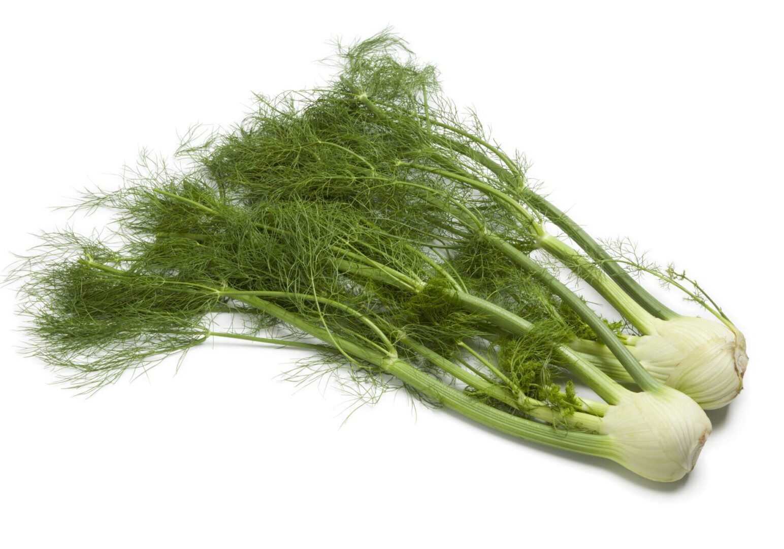 Whole fennel bulbs with green foliage on white background